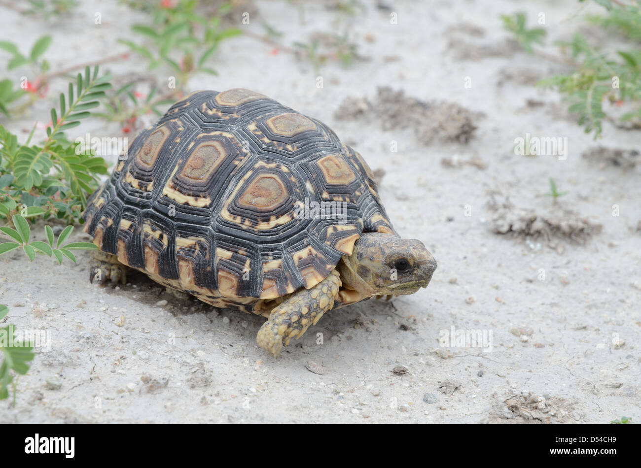 Sur l'île Tortue Kubu, Botswana Banque D'Images