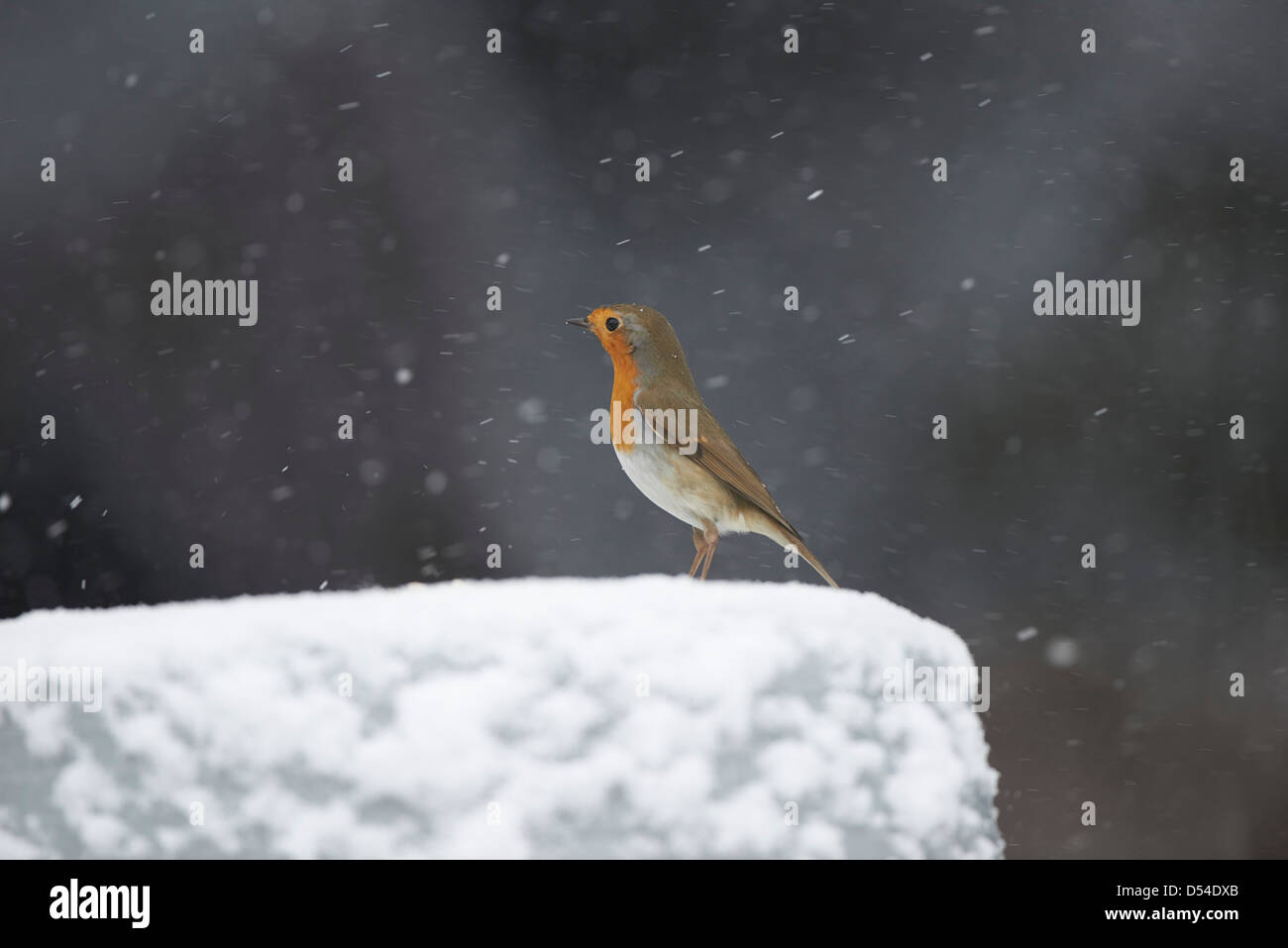 Robin dans le jardin couvert de neige Banque D'Images