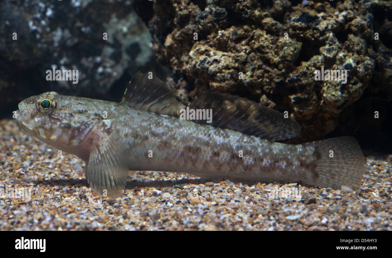 Gobie Rock dans l'aquarium Banque D'Images