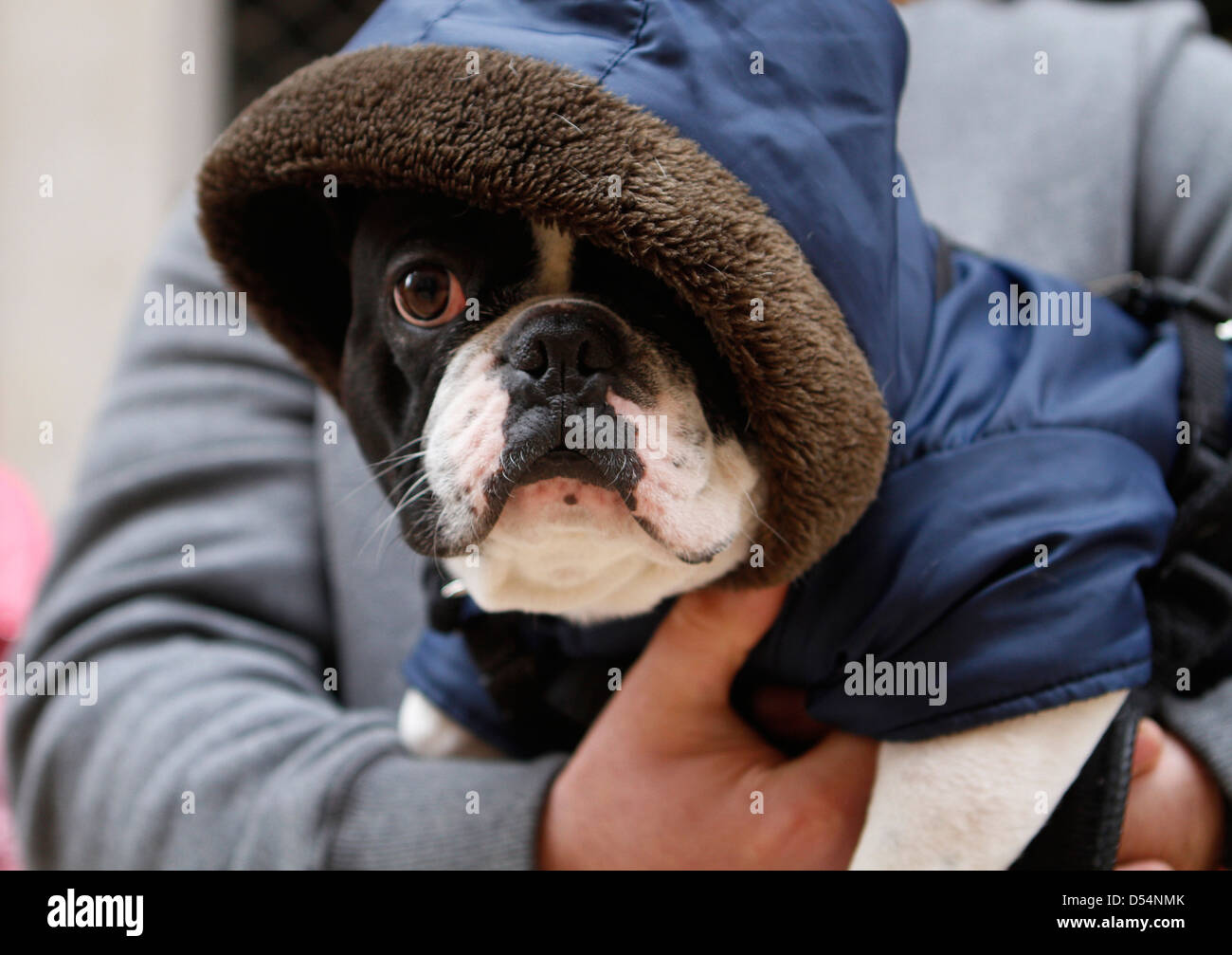 Animaux domestiques au cours de Saint Anthony's day, en Espagne quand les gens apportent leurs animaux de compagnie à être bénis sur l'Eglise Banque D'Images