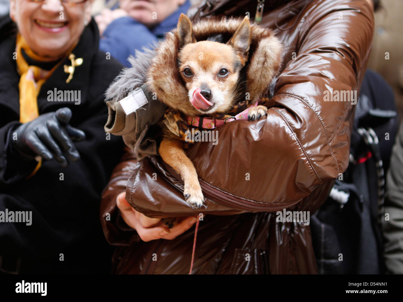 Animaux domestiques au cours de Saint Anthony's day, en Espagne quand les gens apportent leurs animaux de compagnie à être bénis sur l'Eglise Banque D'Images