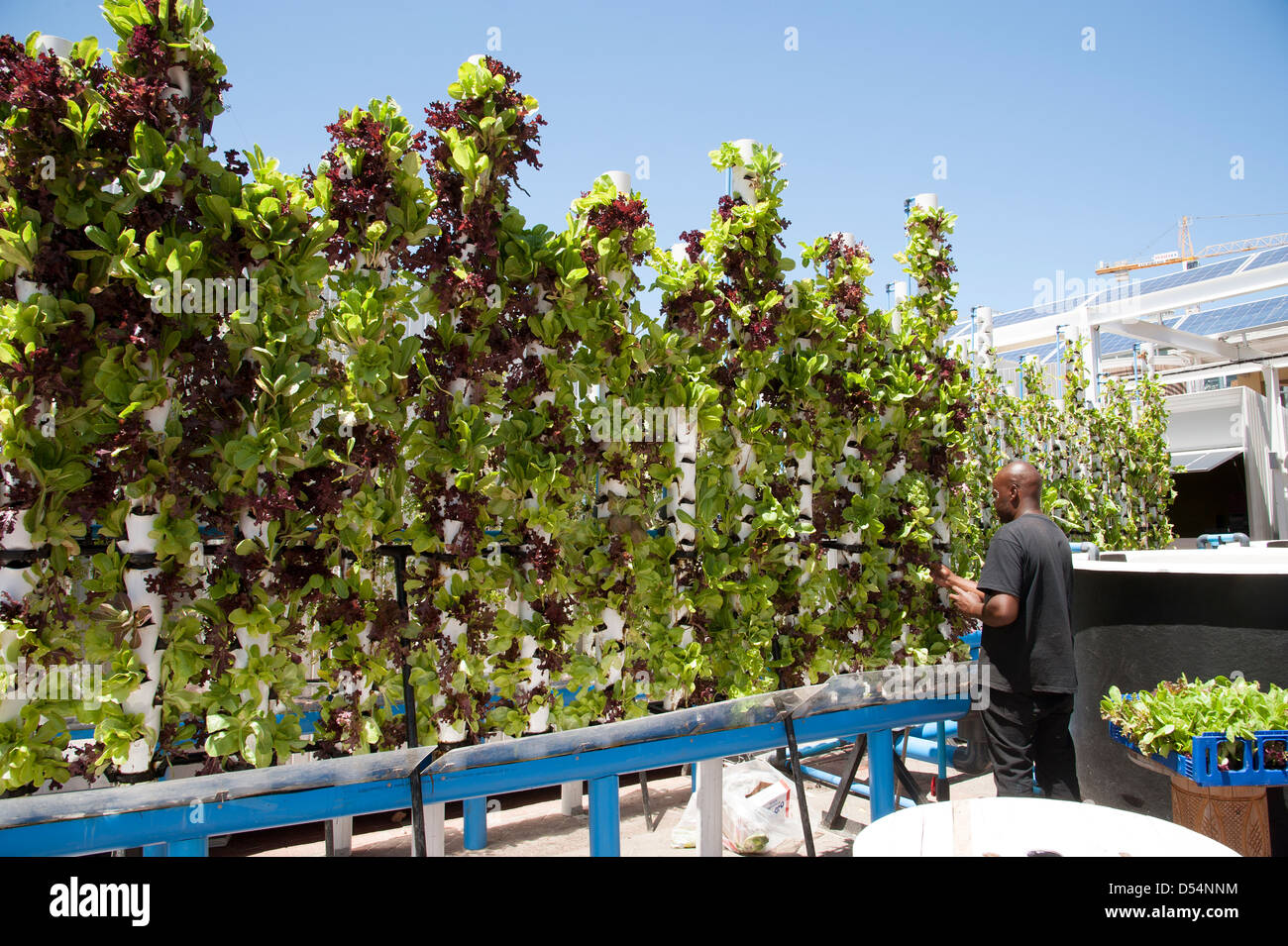 Les laitues de plus en plus avec l'eau recyclée Banque D'Images