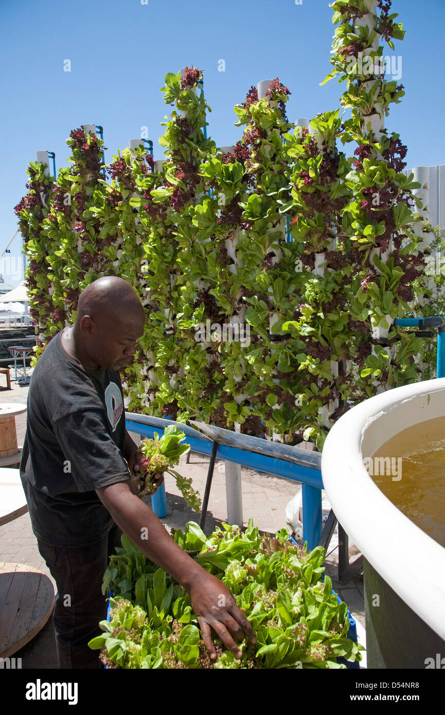 Les laitues de plus en plus avec l'eau recyclée Banque D'Images