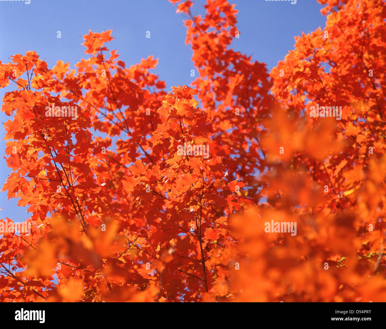 Érable coloré à l'automne, la Province de l'Ontario, Canada Banque D'Images