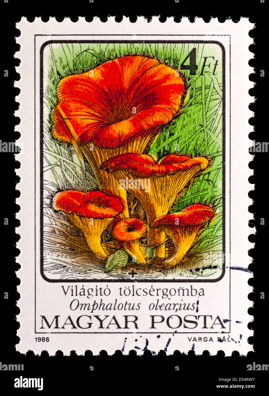 Timbre-poste de Hongrie représentant un jack-o'-lantern (champignons Omphalotus olearius) Banque D'Images