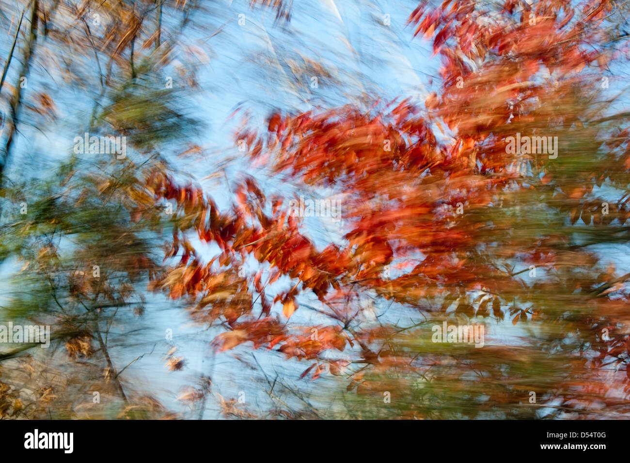 Allemagne, forêt d'automne Banque D'Images