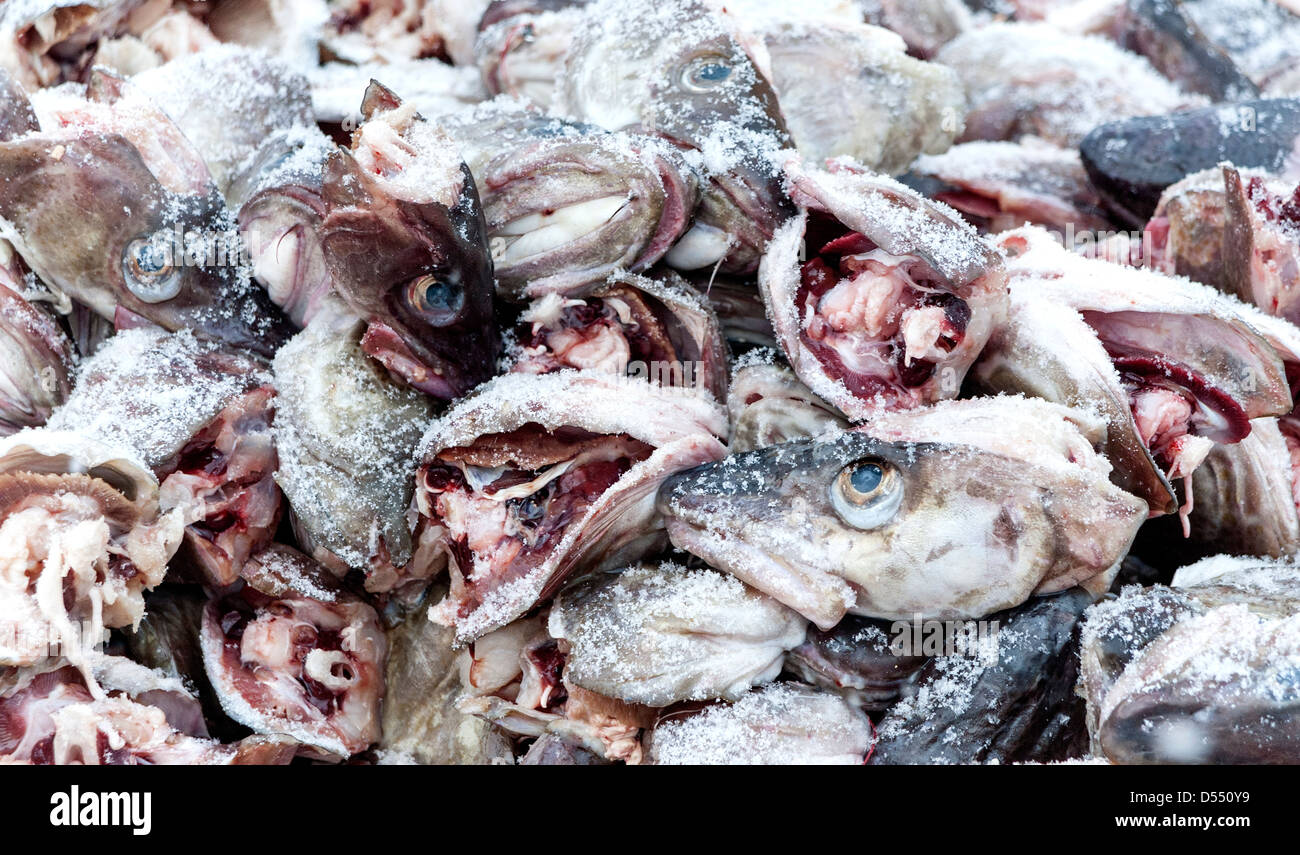 Têtes de poissons dans un récipient à l'extérieur d'une usine de transformation du poisson à Sakrisoy sur les îles Lofoten, Norvège Banque D'Images