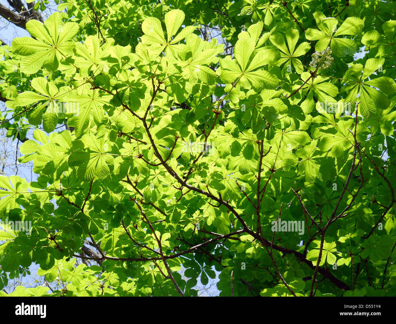 Le feuillage des arbres dans les couleurs du printemps Banque D'Images