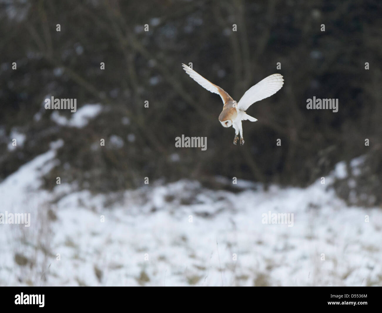 Chouette effraie en vol au-dessus du champ couvert de neige Banque D'Images