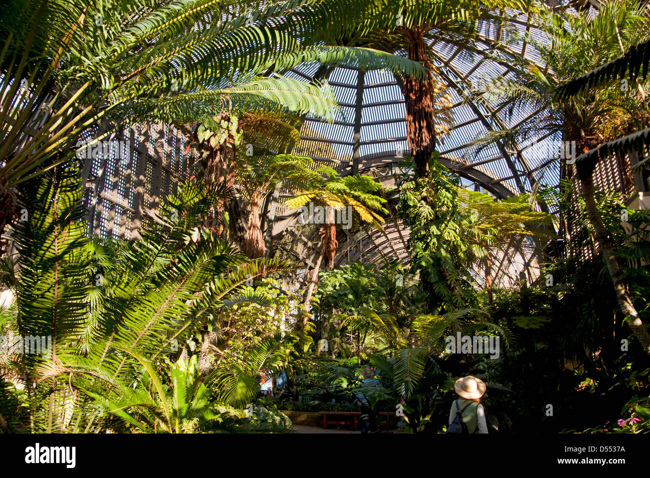Les fougères arborescentes au Jardin botanique des capacités à Balboa Park, San Diego, Californie, États-Unis d'Amérique, USA Banque D'Images