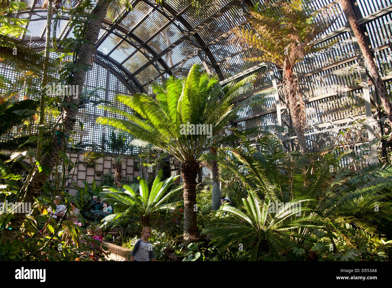 Les fougères arborescentes au Jardin botanique des capacités à Balboa Park, San Diego, Californie, États-Unis d'Amérique, USA Banque D'Images