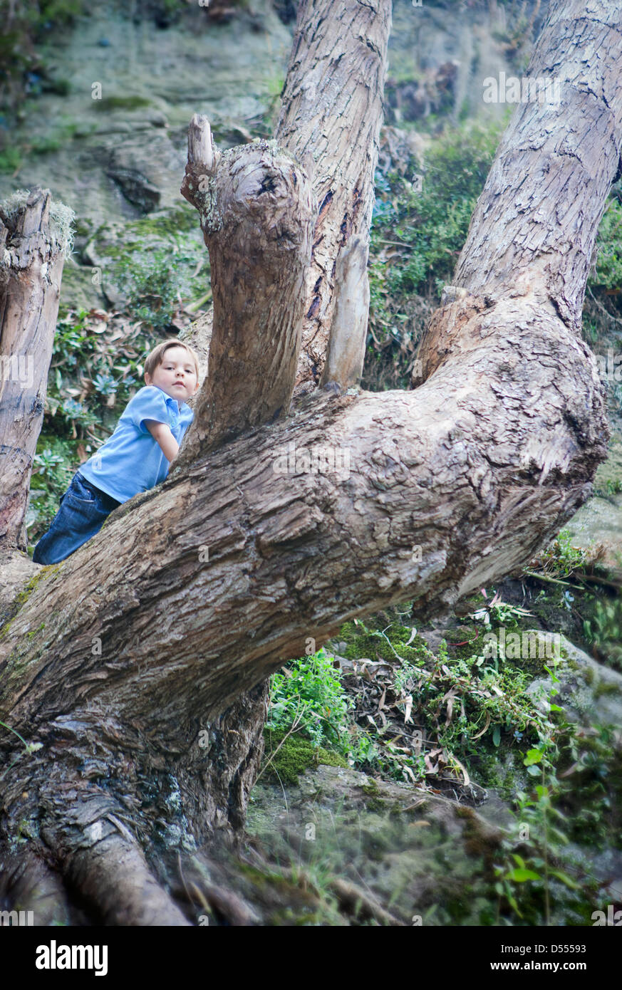 Garçon nu en forêt arbre d