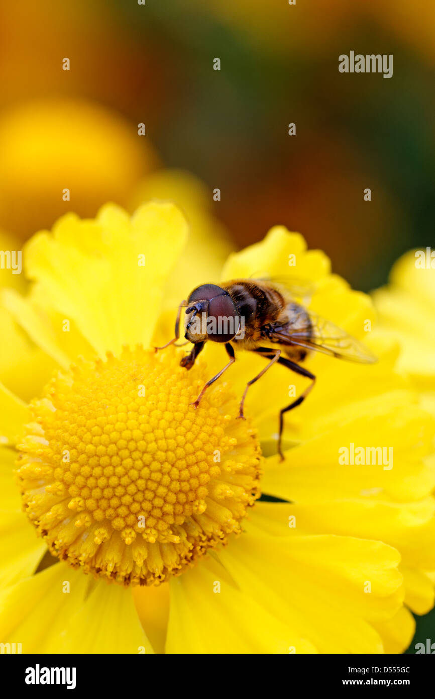 Hoverfly (drone fly) sur jaune Helenium flowerhead Banque D'Images