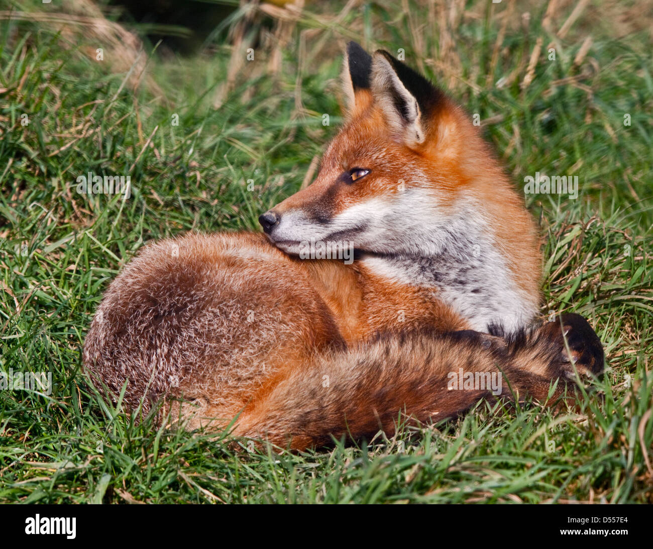 European Red Fox (Vulpes vulpes), Royaume-Uni Banque D'Images