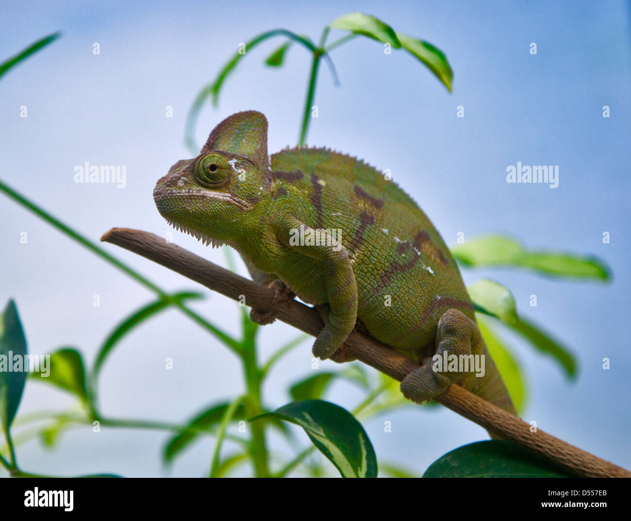 Le Yémen ou chamaeleo calyptratus caméléon (voilée) Banque D'Images