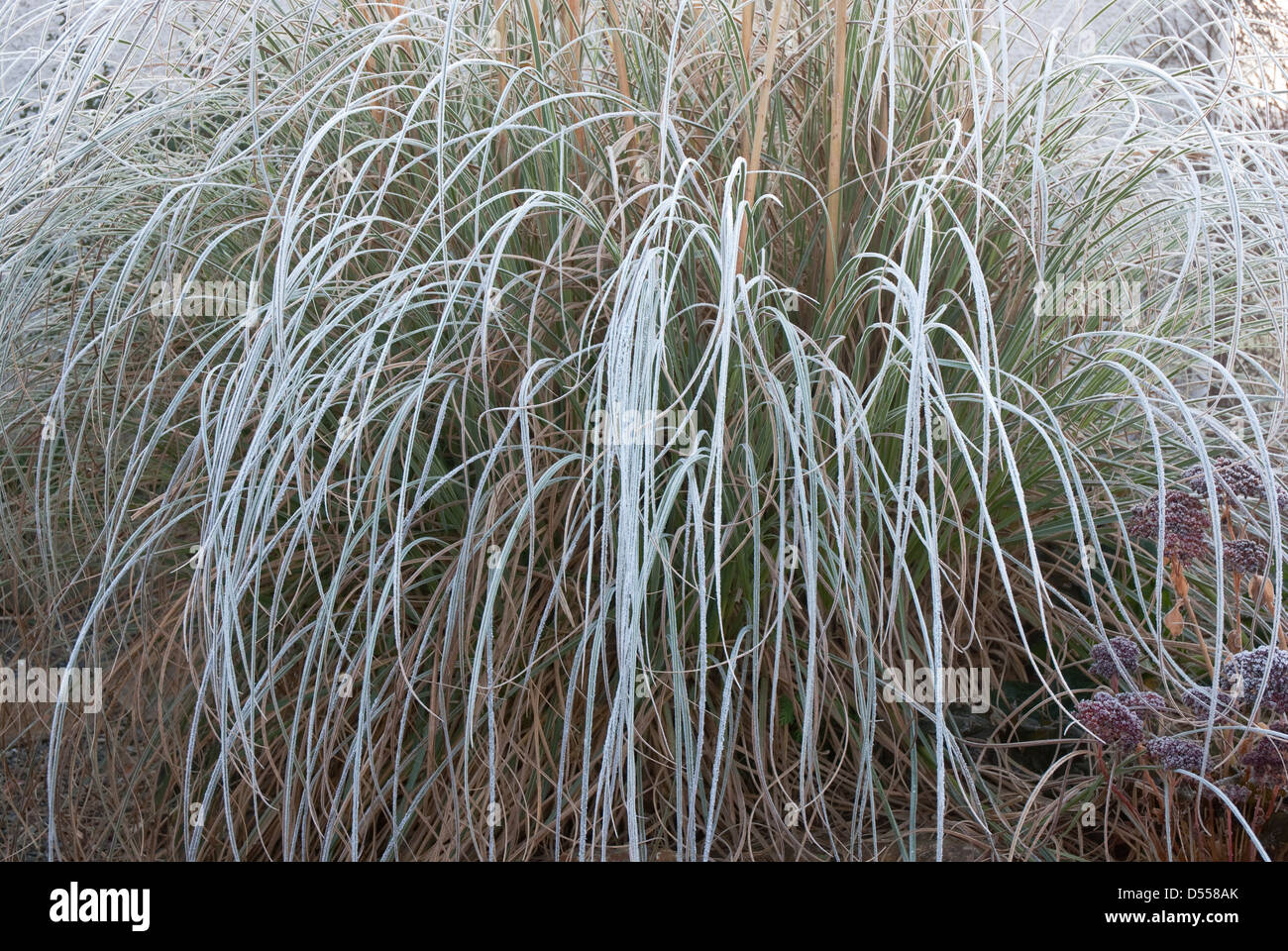 L'herbe de la pampa en hiver avec sa gracieuse laisse couvert de givre en  hiver - Cornwall, Angleterre du Sud-Ouest, Royaume-Uni Photo Stock - Alamy