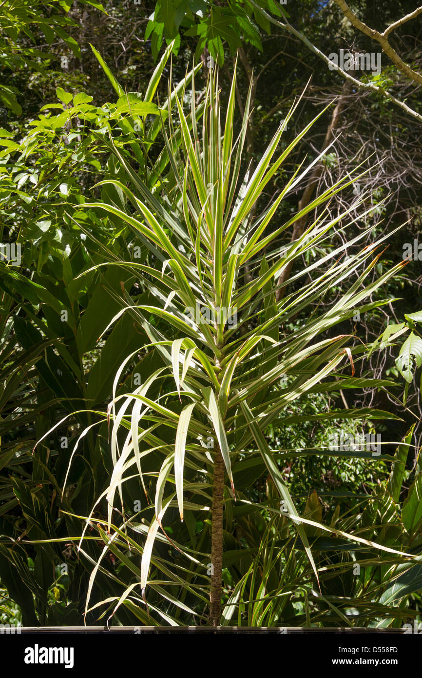 Arbuste d'huile de ricin, Ricinus Communis Banque D'Images