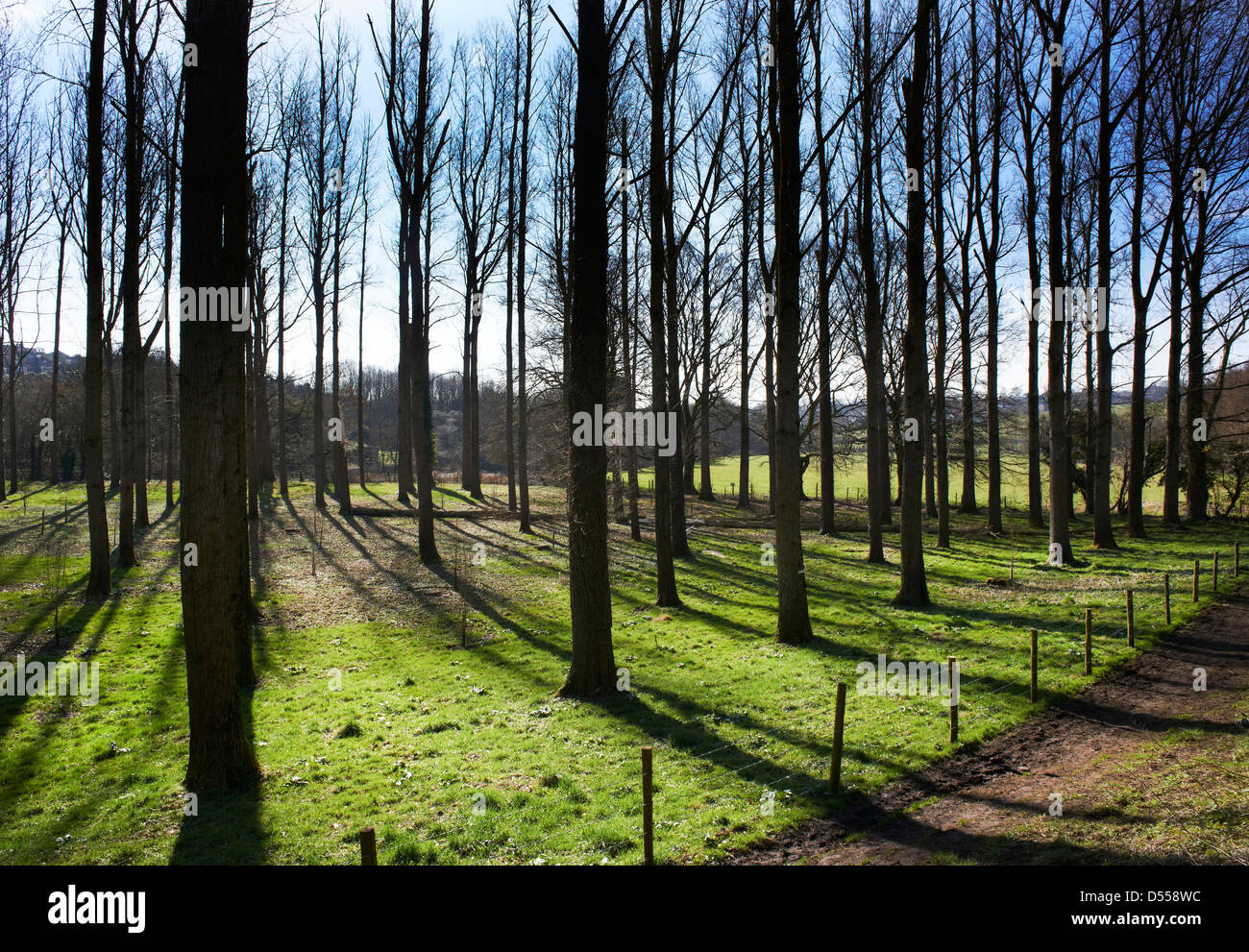 Une scène avec les arbres forestiers silhouetté contre un ciel d'hiver ensoleillée créant de grandes ombres sur le sol et de sentiers. Banque D'Images