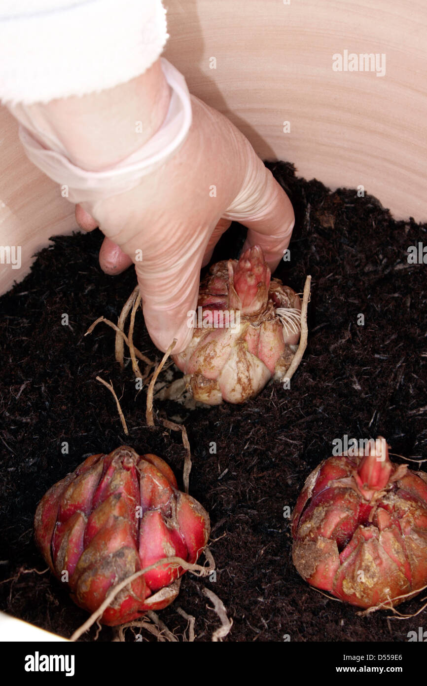 La plantation des bulbes de nénuphar de l'arbre dans un pot en terre cuite. Banque D'Images