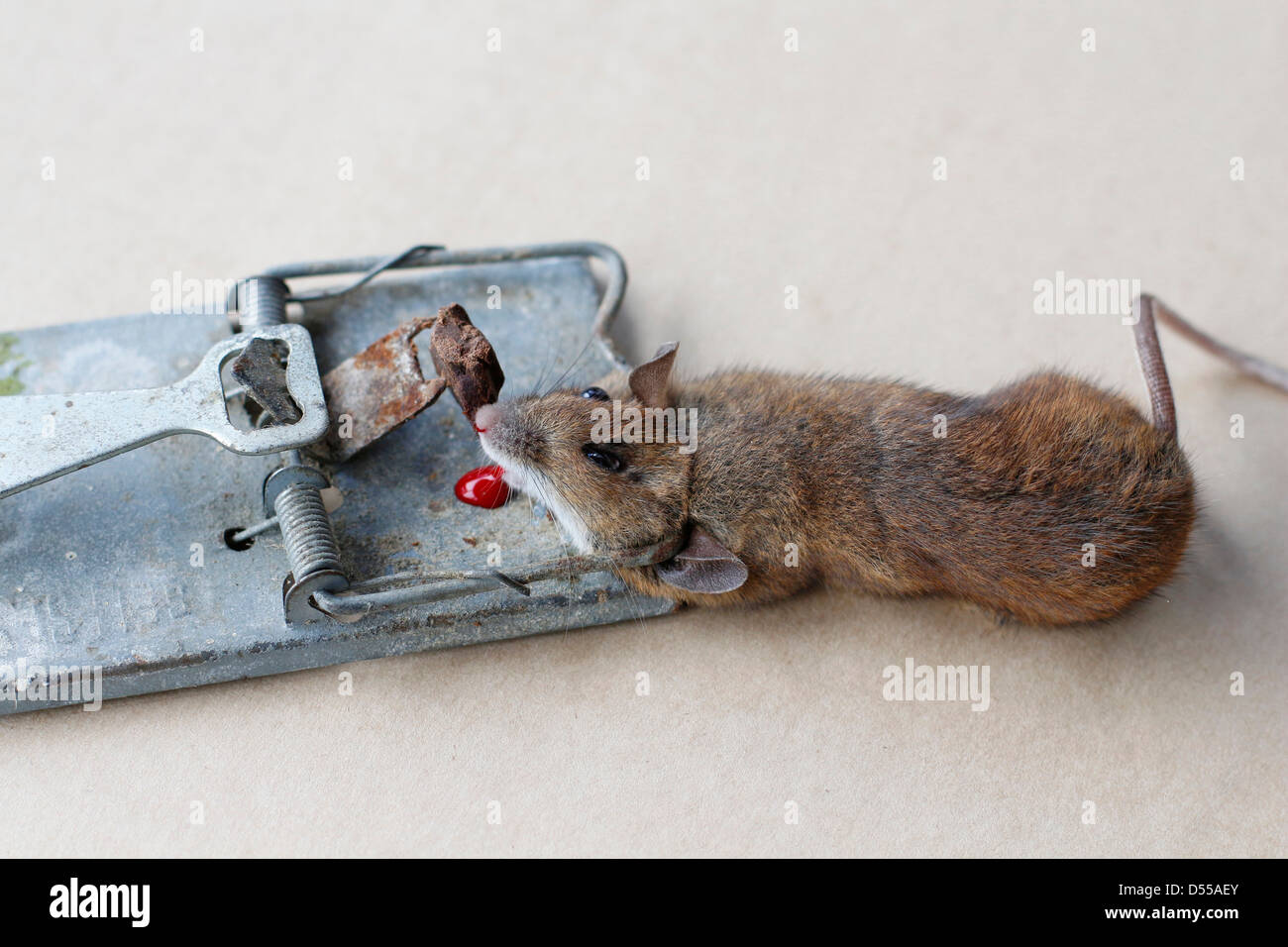 House mouse piégés et tués en souricière. 131055 Piège à Souris Photo Stock  - Alamy