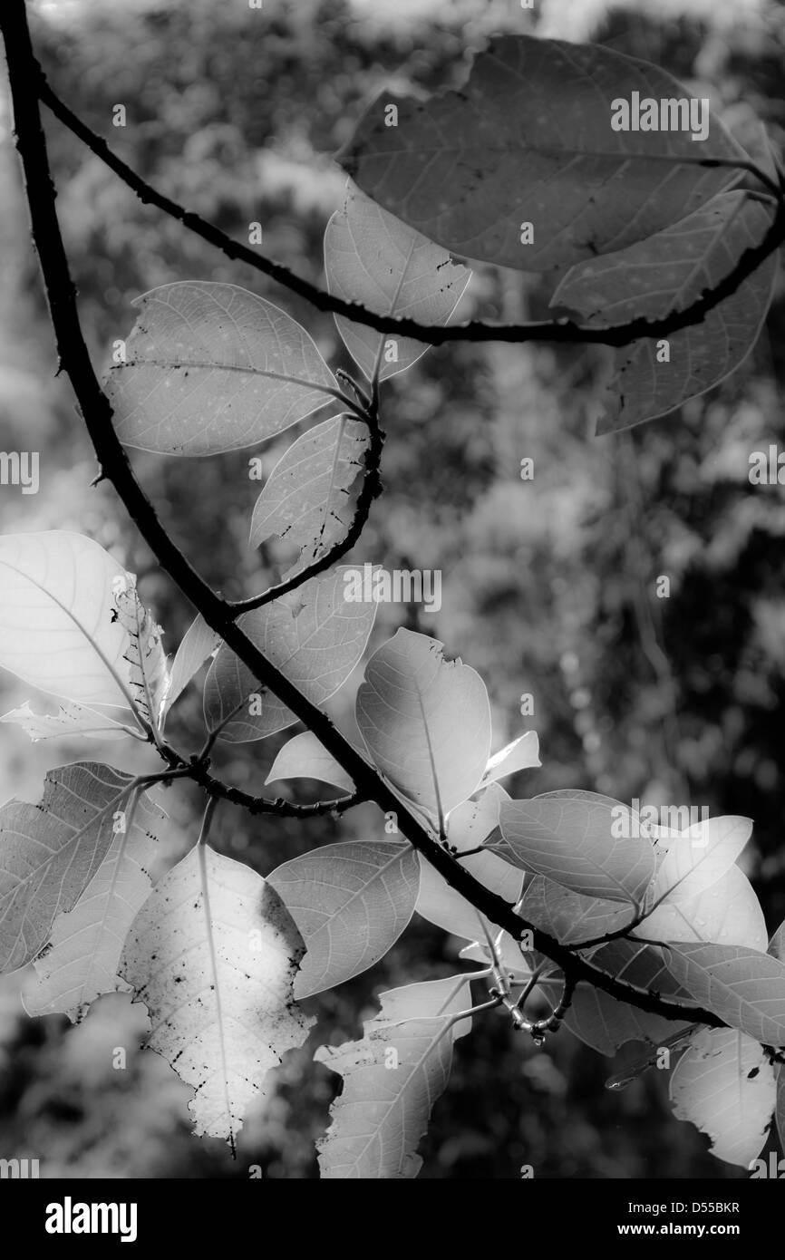 Leaf en noir et blanc Banque D'Images