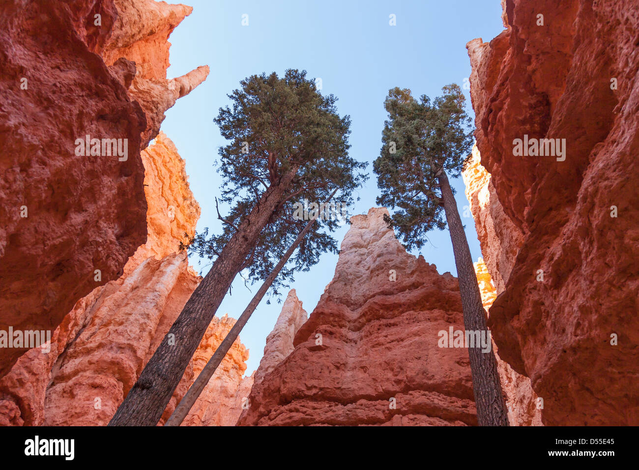 Le parc national de Bryce Canyon dans l'Utah - USA Banque D'Images