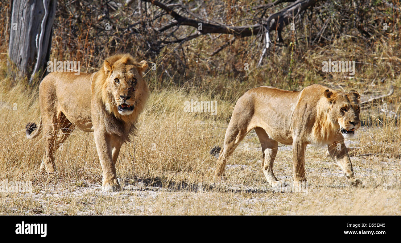 Panthera leo, lion à Moremi, Botsuana Banque D'Images