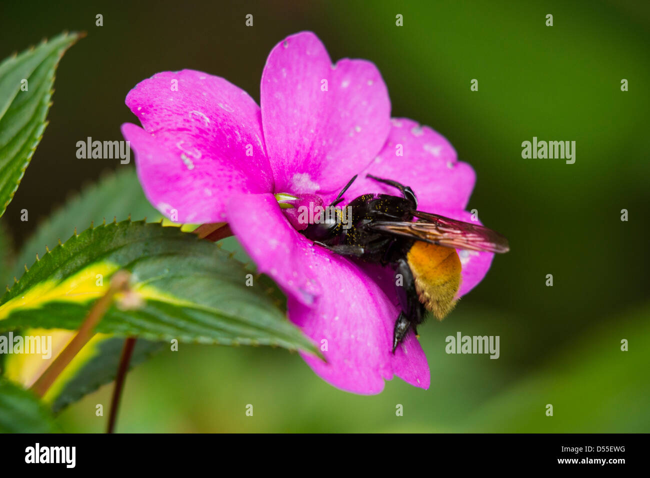 Bee gathering nectar au Butterfly Gardens Monteverde, Monteverde, Costa Rica. Banque D'Images