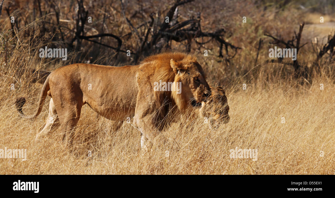 Panthera leo, lion à Moremi, Botsuana Banque D'Images