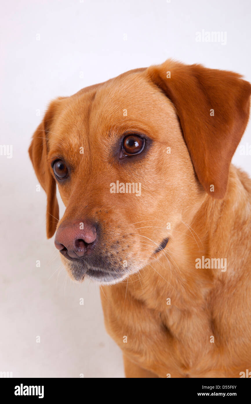 Labrador jaune portrait en studio Banque D'Images
