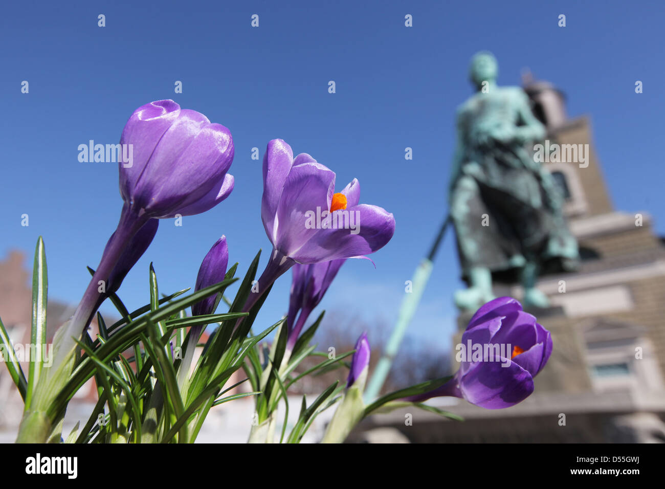 Husum, Allemagne, blooming crocus avant Tine Fontaine avec l'église de la Vierge Marie Banque D'Images