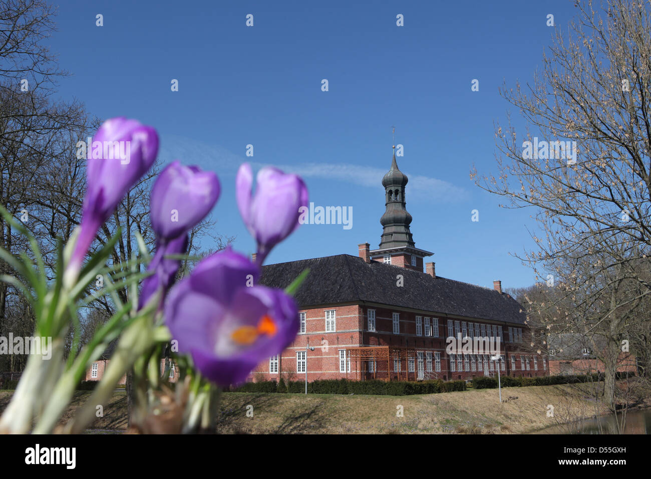 Husum, Allemagne, blooming crocus avant Château de Husum Banque D'Images