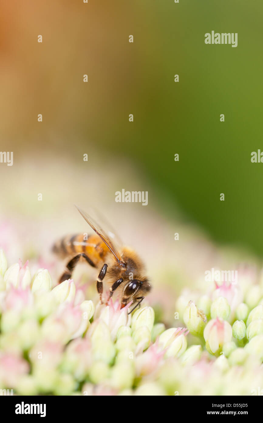 La collecte de l'abeille du nectar de sedum plante Banque D'Images