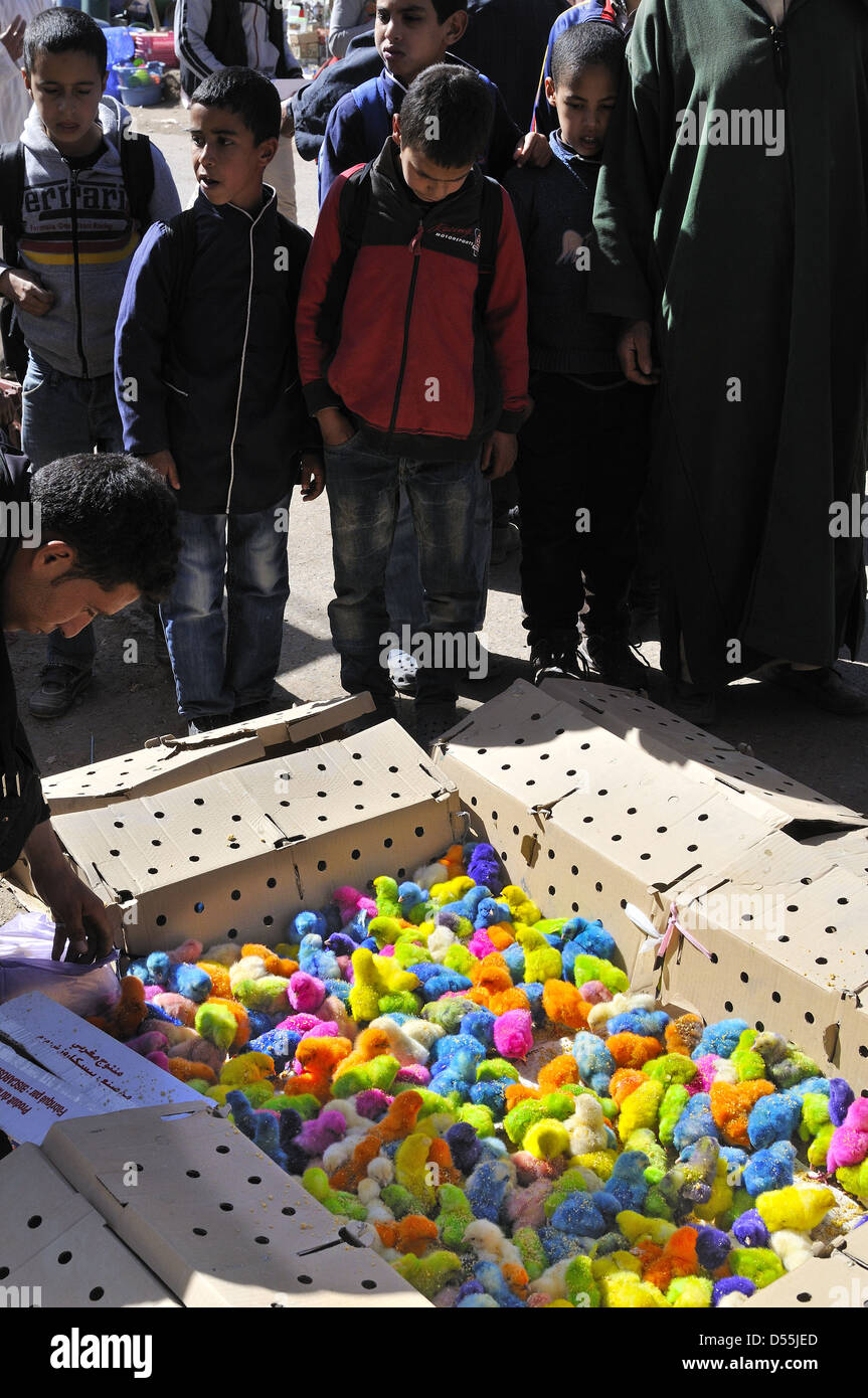 Aimerait Vivre Bebe Teints Poussins Differentes Couleurs Comme Les Enfants Animaux A Vendre A Jemaa D Rehmat Marche Au Sud De Marrakech Maroc Photo Stock Alamy
