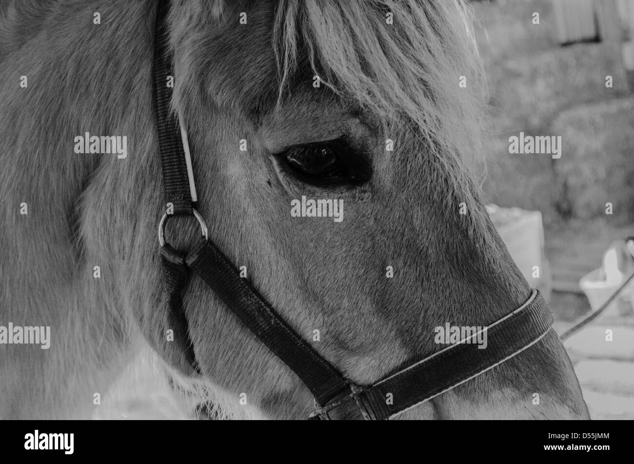 Head shot noir et blanc d'un cheval. Banque D'Images
