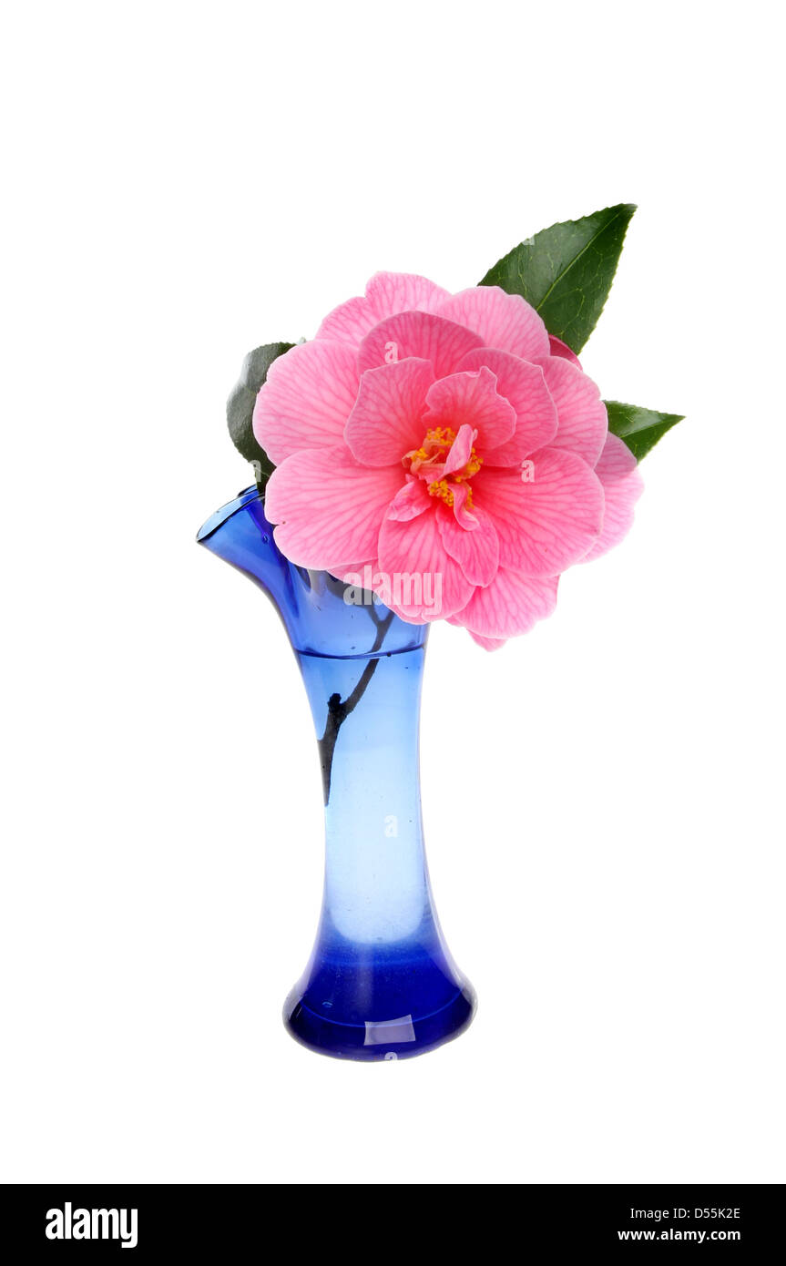 Fleur de camélia dans un vase de verre bleu blanc isolé contre Banque D'Images