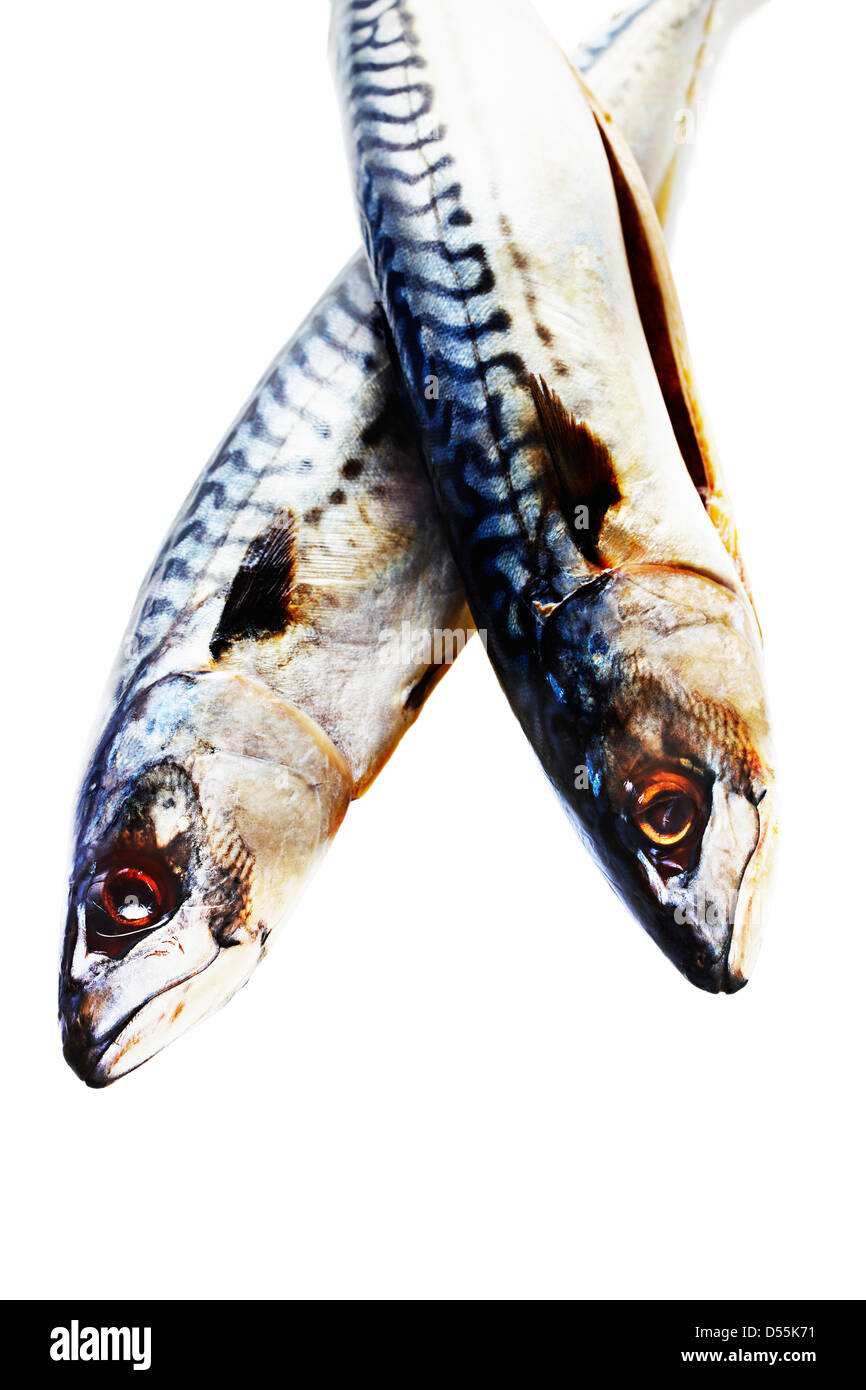Deux maquereau sur un fond blanc Banque D'Images