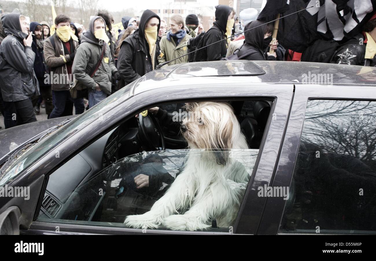 Brighton, Sussex, UK. 25 mars 2013. Un chien passé lecteurs intrigués durant une cérémonie des manifestants à l'Université Sussex, au cours de la privatisation prévue d'un certain nombre de services du campus qui selon les organisateurs, se traduirait par des pertes d'emploi. Bref des échauffourées ont éclaté pendant la journée entre la police et les manifestants et les "occupation", qui a fonctionné pendant plus d'un mois, se poursuit. Crédit : George Henton/Alamy Live News Banque D'Images