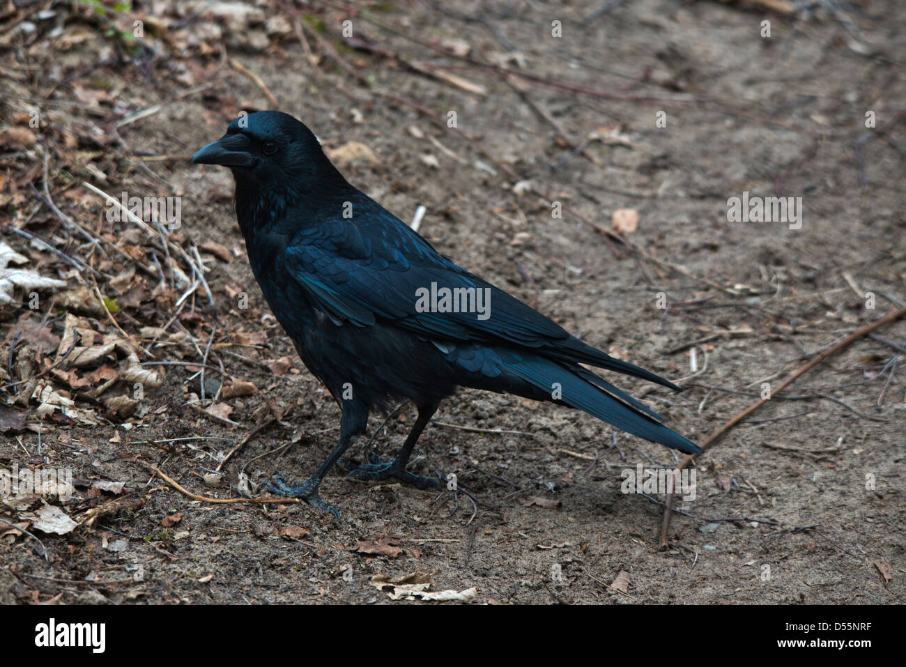 Image d'une corneille noire - Corvus corone corone Banque D'Images