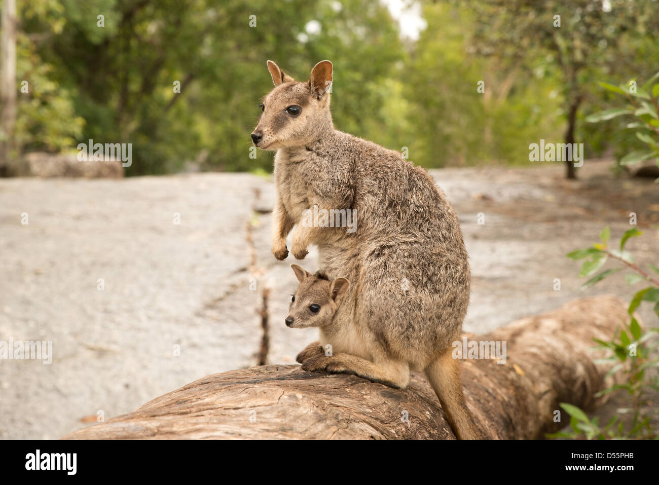 Mareeba Rock Wallaby avec Joey, le nord du Queensland, Australie Banque D'Images