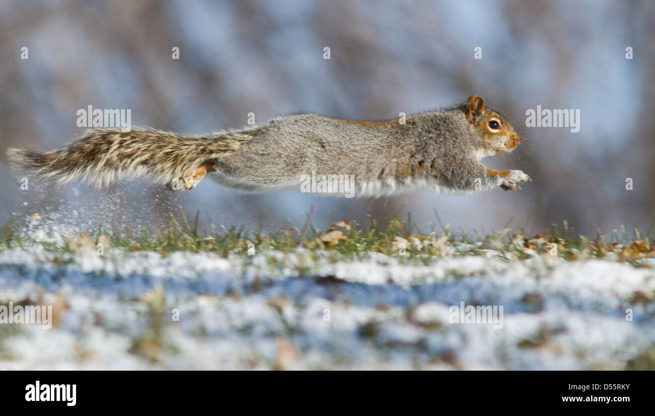 L'Écureuil gris (Sciurus hudsonicus) s'exécutant dans la neige. Banque D'Images