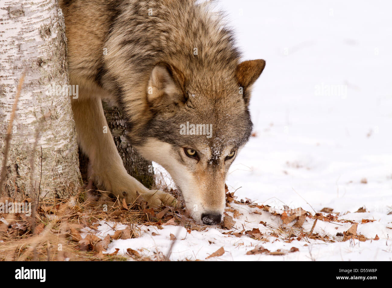 Gray Wolf, Canis lupus la chasse dans la neige Banque D'Images