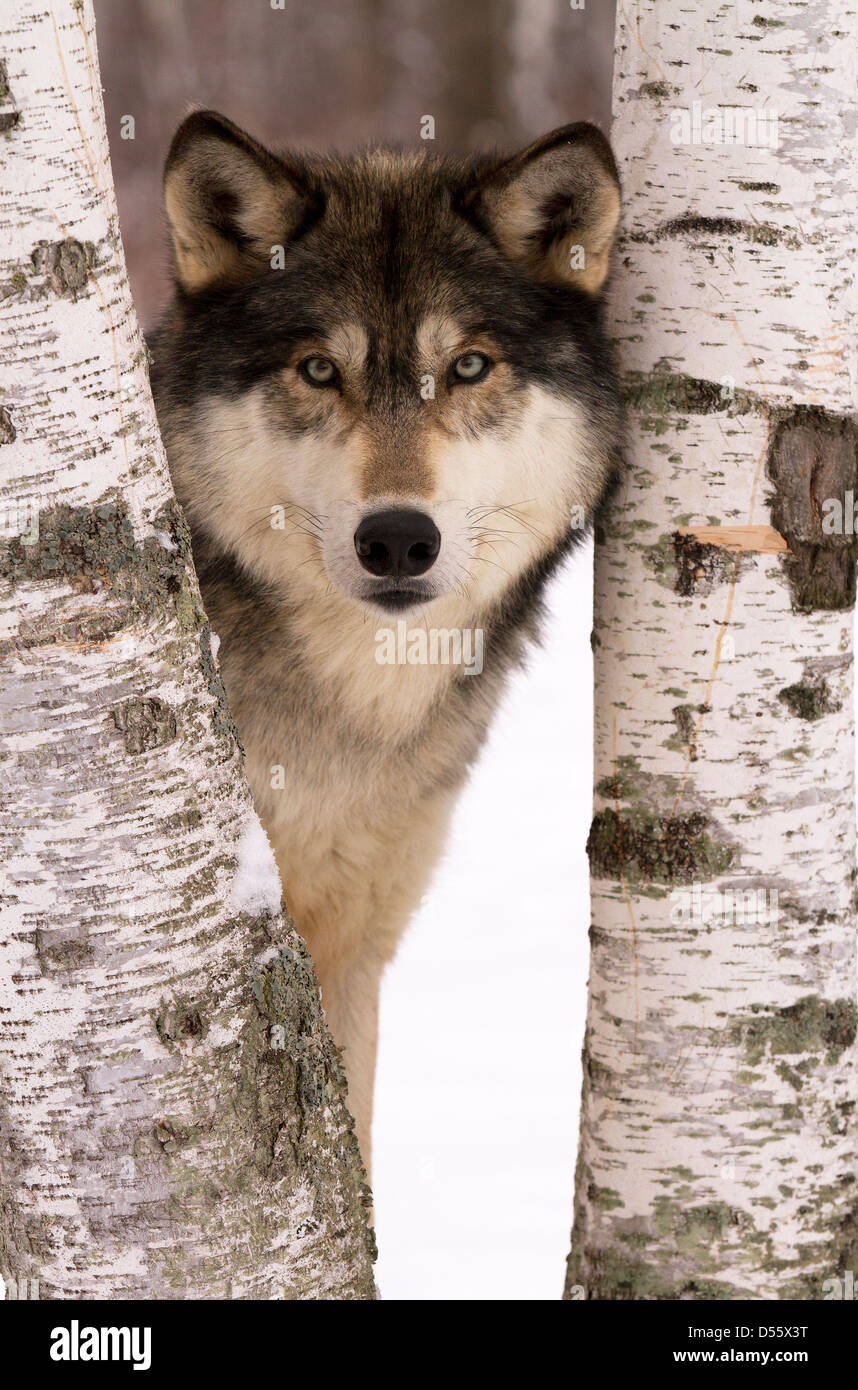 Gray Wolf, Canis lupus debout entre les arbres Banque D'Images