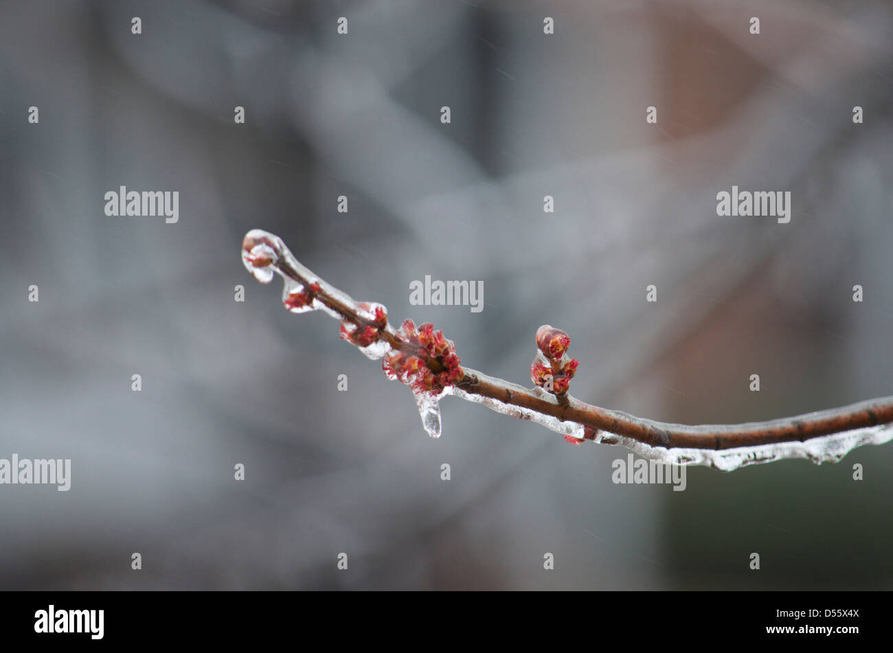 Des pluies glacées sur un arbre après qu'elle a commencé à fleurir Banque D'Images