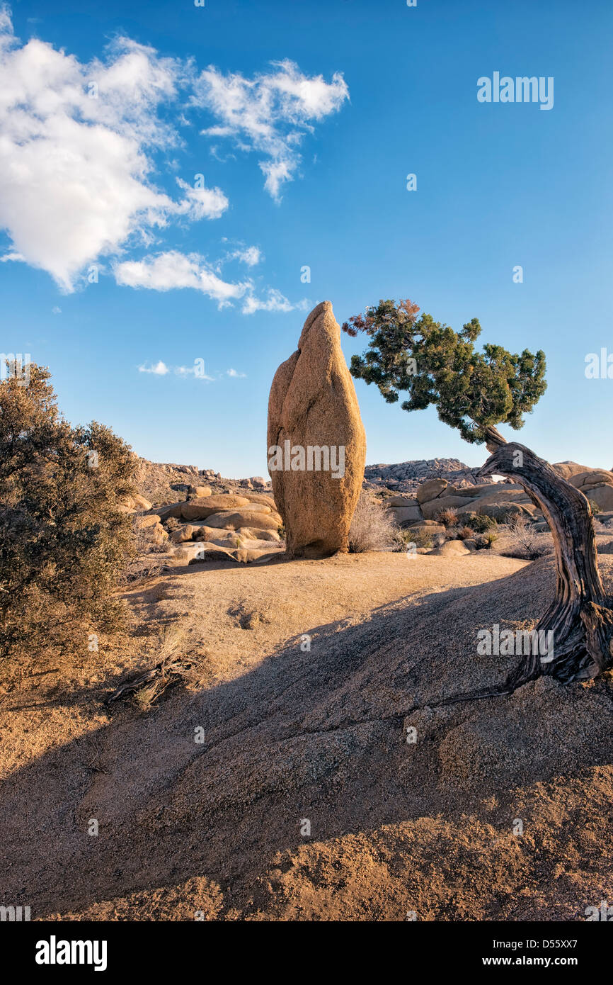 Cet emblématique boulder est un arbre par juniper à roches Jumbo dans la Parc National de Joshua Tree. Banque D'Images
