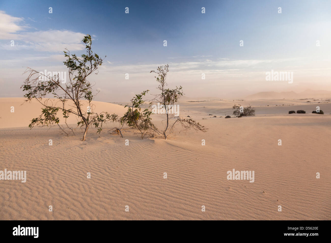 Dunes de sable dans Fuerteventura, Îles Canaries Banque D'Images