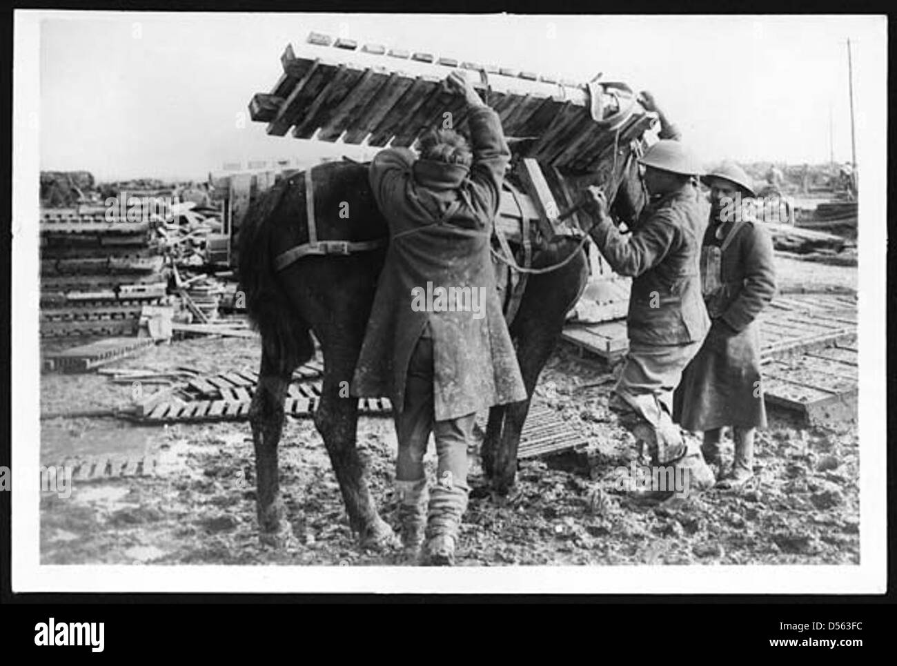 Un cheval de meute est chargé de caillebotis, des matériaux essentiels pour construire des voies de tranchées pendant la première Guerre mondiale, permettant aux soldats de naviguer à travers le champ de bataille boueux. Banque D'Images