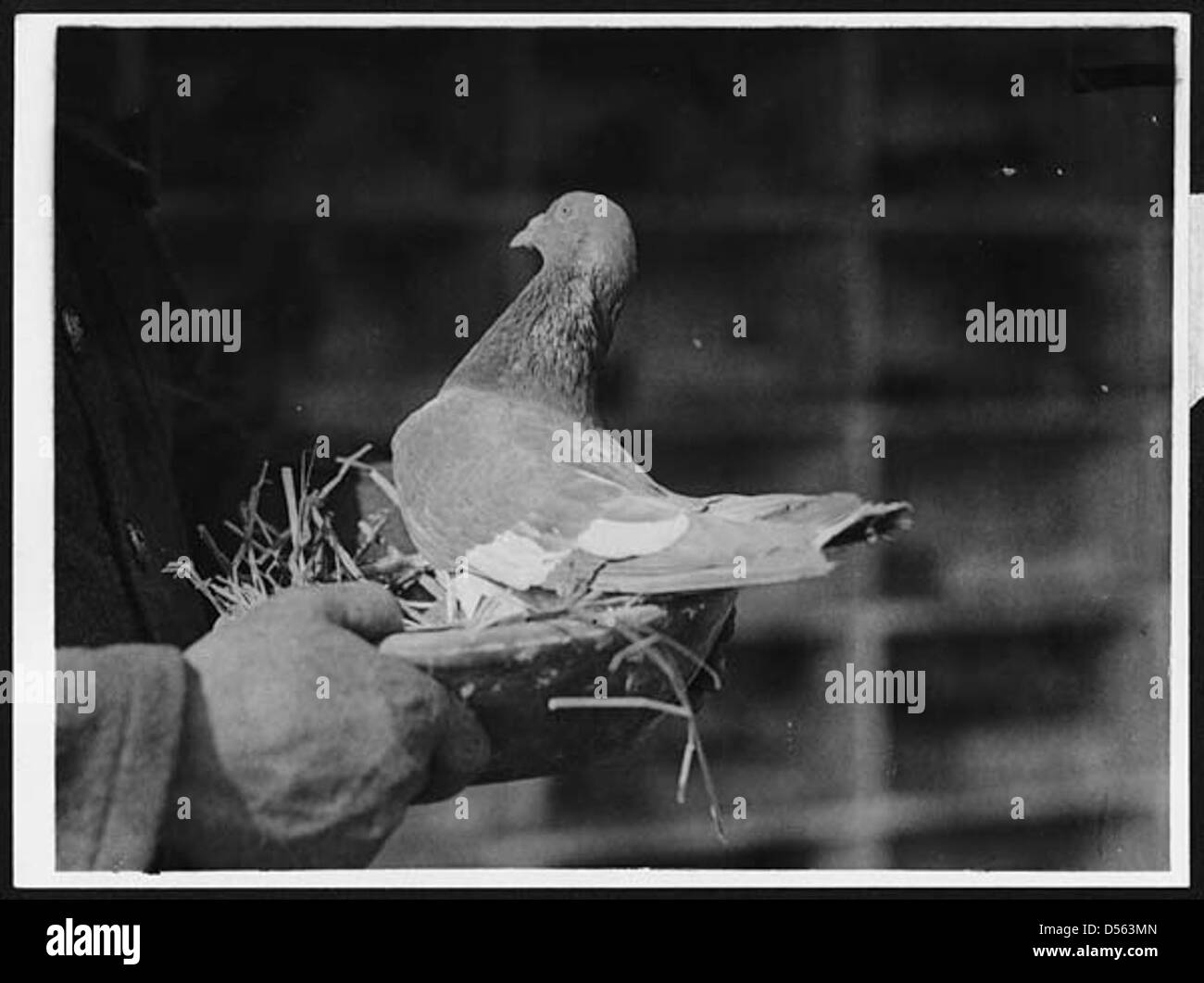 Baupaume Billy était un célèbre pigeon de porte-avions qui a servi pendant la première Guerre mondiale, connu pour livrer des messages critiques à travers les lignes de front. Après la guerre, Billy a été utilisé pour l'élevage pour continuer l'héritage des pigeons porteurs de messages. Banque D'Images