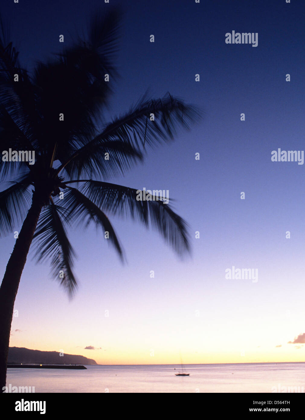 [Palme] [palm tree] coconut silhouette sunset Détail de coconut palm tree at sunset Banque D'Images