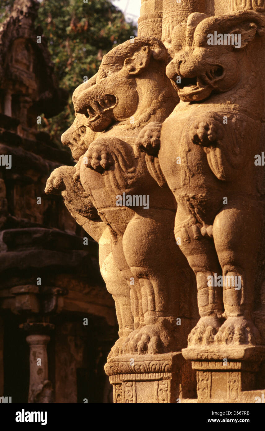Un pilier avec des lions mythiques multidirectionnels au Kanchi Kailasanathar Temple hindou dédié au Seigneur Shiva construit à partir de 685-705 ANNONCE par un Rajasimha (Narasimhavarman II) Chef de la dynastie Pallava dans le style architectural Dravidien À Kanchipuram ou Kanchi dans l'État du Tamil Nadu Inde du Sud Banque D'Images
